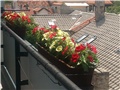 balkonsko cvijece